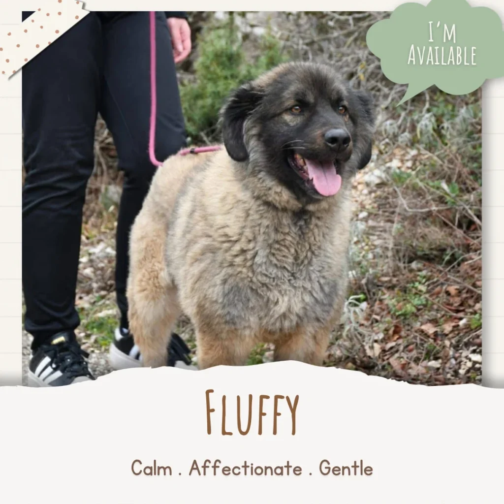 Fluffy, a large fluffy rescue dog, standing outdoors on a lead with “I’m available” text and calm, affectionate, gentle traits highlighted.
