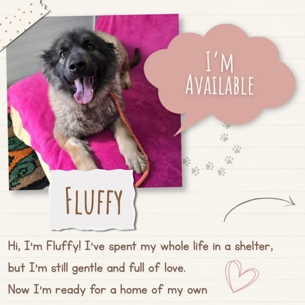 Fluffy, a smiling fluffy rescue dog lying on a pink blanket, with scrapbook-style design and introduction text about her gentle personality.