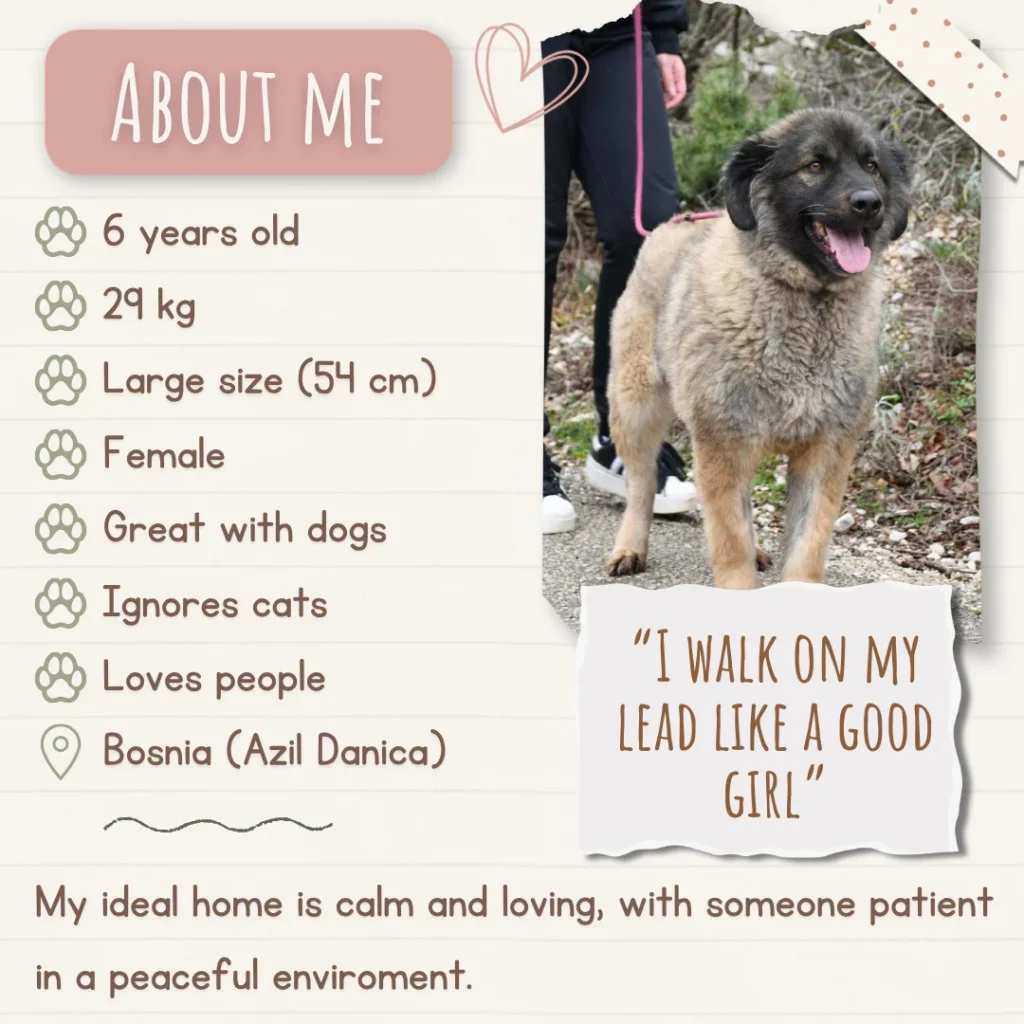 Fluffy, a large rescue dog standing outdoors, alongside an “About me” section listing her age, size, temperament and compatibility.