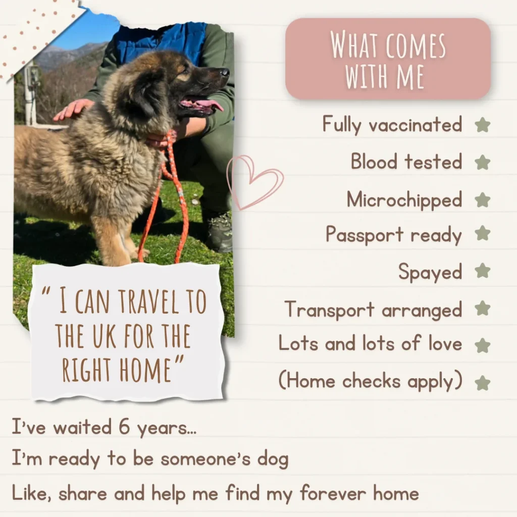 Fluffy, a rescue dog outdoors, with key adoption information including vaccinations, transport details and a call to action to help her find a home.