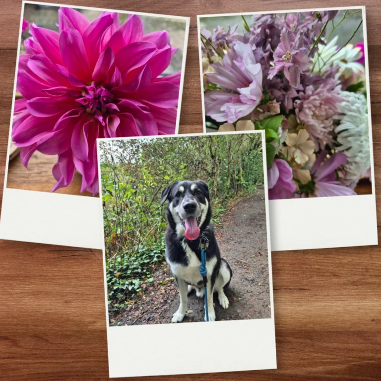 Three overlapping photo prints on a wooden background showing a magenta dahlia, a pastel garden bouquet and Aries sitting on a leafy walking path.